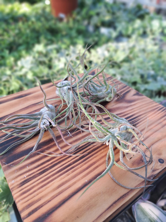 TILLANDSIA PRUINOSA P9