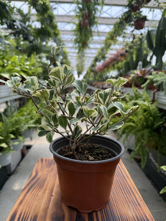 FICUS FIO00350 P12