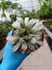HAWORTHIA CYMBIFORMIS P10,5