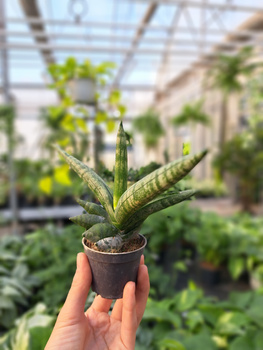 SANSEVIERIA BONCELLENSIS P6