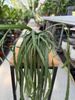 LEPISMIUM BOLIVIANUM P11