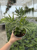 PAPROĆ DORYOPTERIS PEDATA P13