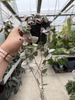 CEROPEGIA WOODI  VARIEGATA P8,5