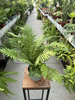 PAPROĆ BLECHNUM SILVER LADY P13