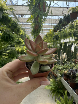 SEDUM ADOLPHII P5,5