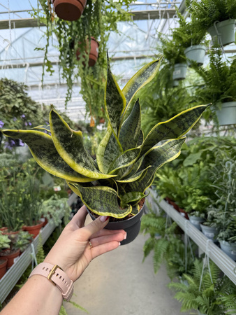 SANSEVIERIA DRAGON TONGUE P12