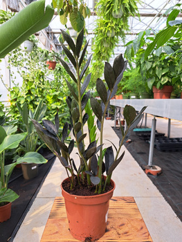 ZAMIOCULCAS RAVEN P10