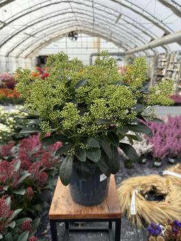 SKIMMIA FINCHY P17