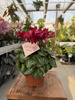 CYCLAMEN CZERWONY P10
