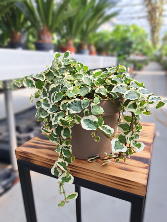 FICUS PUMILA BELLE SUNNY P9