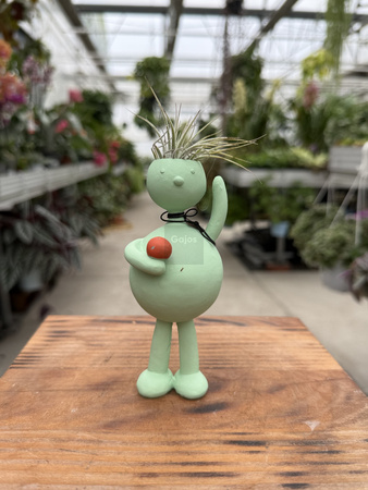 TILLANDSIA SCHOOL KIDS P1