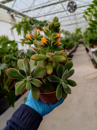 ECHEVERIA PULVINTA P10,5