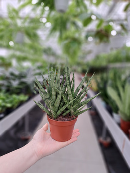 SANSEVIERIA CYLINDRICA TORCH P10