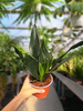 SANSEVIERIA BLACK DIAMOND P12