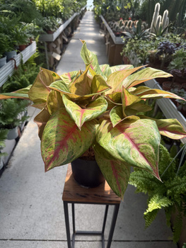 AGLAONEMA GALA RED P19