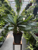 AGLAONEMA SILVER BAY P24