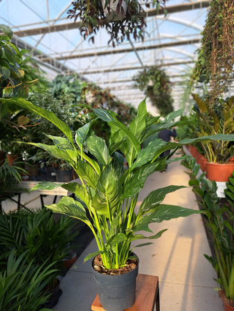 SPATHIPHYLLUM DIAMOND P17