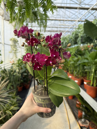 PHALENOPSIS MULTIFLORA TYPES RED TEMPTATIO