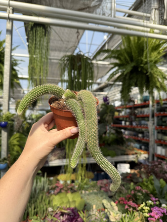 CACTUS HILDEWINTERA P11