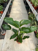 STRELITZIA NICOLAI P24