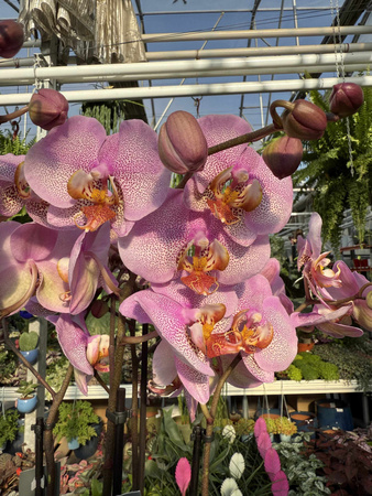 PHALENOPSIS MARVELLOUS RÓŻ NAKRAPIANY P17