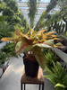 AGLAONEMA GALA RED P19