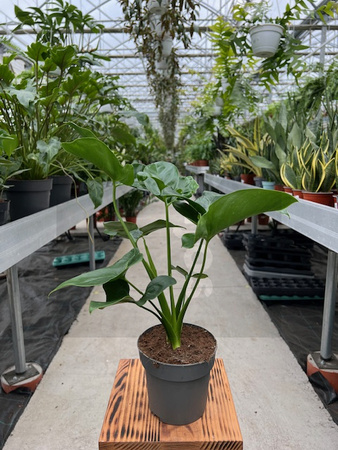 PHILODENDRON FUN BUN P13