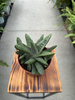 GASTERIA LITTLE WARTY P12