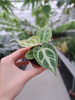 ANTHURIUM SILVER BLUSH P6