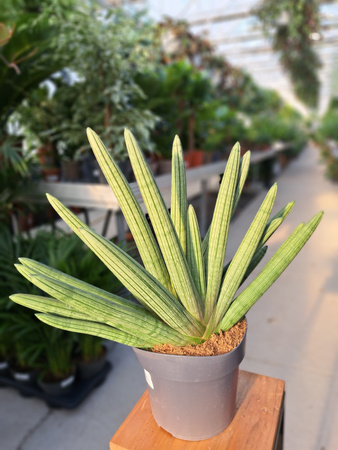 SANSEVIERIA BONCELLENSIS P17
