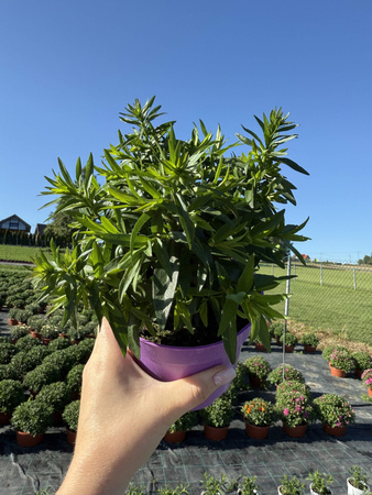 ASTER NOWOBELGIJSKI MAGIC LAVENDER P13 - LAWENDOWY