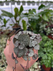 CEROPEGIA WOODI P6