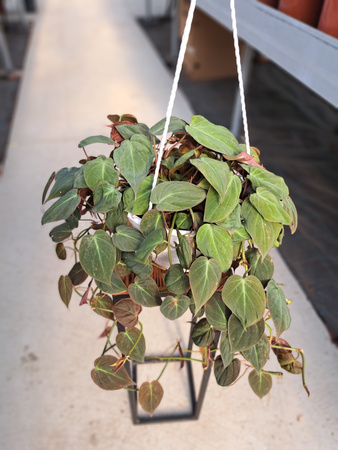 PHILODENDRON SCANDENS MICANS P20