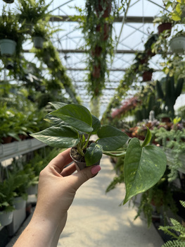 EPIPREMNUM PINATUM AUREUS P6