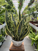 SANSEVIERIA FUTURA SUPERBA P22
