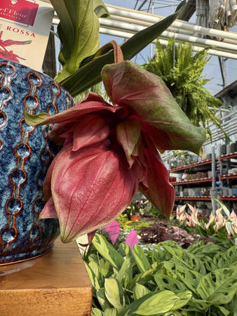 MEDINILLA DOLCE ROSSA P14
