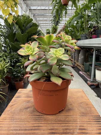 AEONIUM KIWI P10