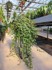 HEDERA HELIX P19 BIAŁY LIŚĆ