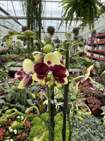 PHALENOPSIS YELLOW CATANIA P12