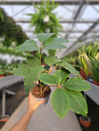 TETRASTIGMA P13
