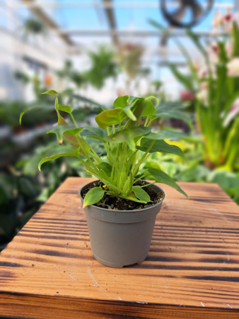 PHILODENDRON VERRCUOSUM P6