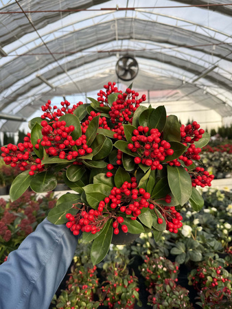 SKIMMIA OBSESSION P19