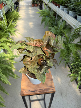 SYNGONIUM MARIA P13