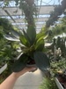 PEPEROMIA RED MARGIN P11