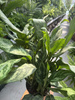 AGLAONEMA ROMEO P17
