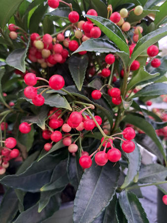 ARDISIA CZERWONA P14