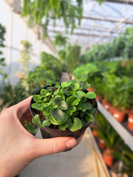 PAPROĆ PELLEA ROTUNDIFOLIA-CIEMNOTKA P8