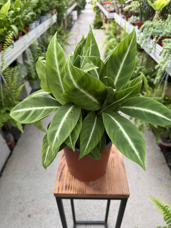 SPATHIPHYLLUM NEW P17