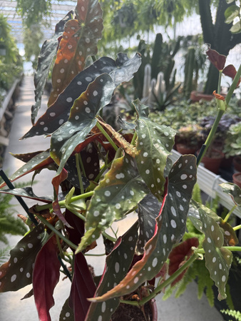BEGONIA MACULATA  P17