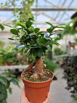 FICUS GINSENG P15